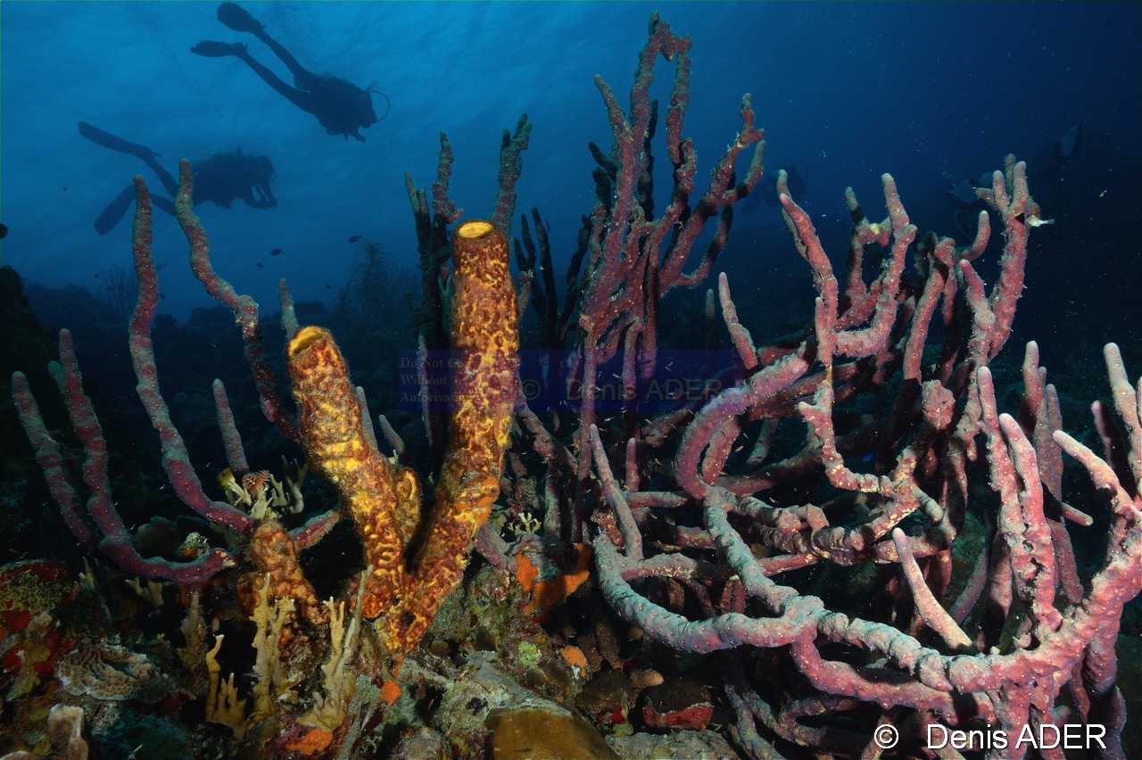 Aplysina cauliformis ambiance-Bonaire South Bay-22m-20180218-Denis-ADER-DSC_6493_tn.jpg